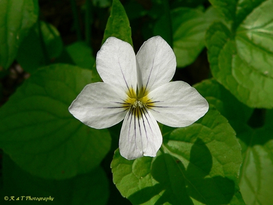 {Viola canadensis}